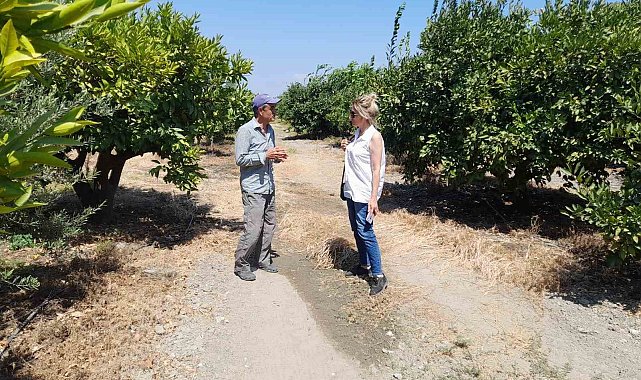 Söke'de narenciye bahçeleri kontrol edildi