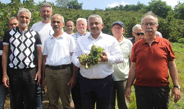Soydan: "Üreticiler kontrollü hareket ederse, fındık fiyatları taban fiyatın üzerine çıkar"