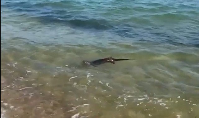Su samurunun deniz keyfi, tatilciler tarafından görüntülendi