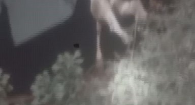 Sulama kanalına düşen ineği itfaiye ekipleri kurtardı
