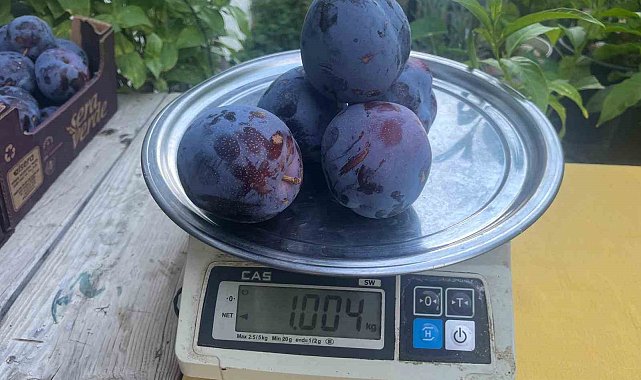 Süleymanlı Yaylasında yetişen eriklerin 5 adedi 1 kilo geliyor