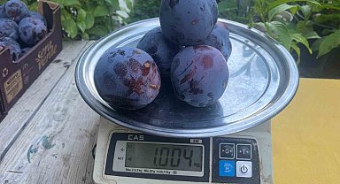 Süleymanlı Yaylasında yetişen eriklerin 5 adedi 1 kilo geliyor