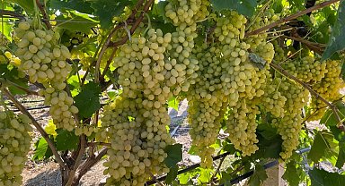 Sultani çekirdeksiz üzüm ihracata gün sayıyor