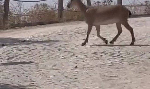 Tarihi Harput Mahallesi'nde dağ keçileri görüldü