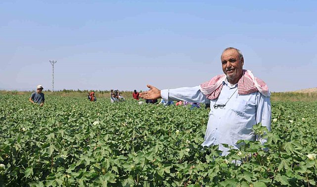 Tarım işçileri, 45 dereceyi aşan sıcakta 650 TL yevmiyeyle pamuk tarlasında zorlu mesai sürdürüyorlar