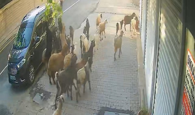 Tatvan'da keçinin inadı limon ağacını devirdi