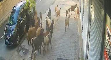 Tatvan'da keçinin inadı limon ağacını devirdi