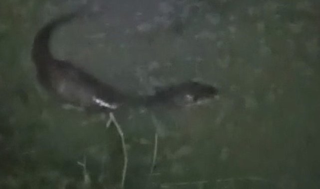 Tekirdağ'da derede balık avlayan su samuru görüntülendi