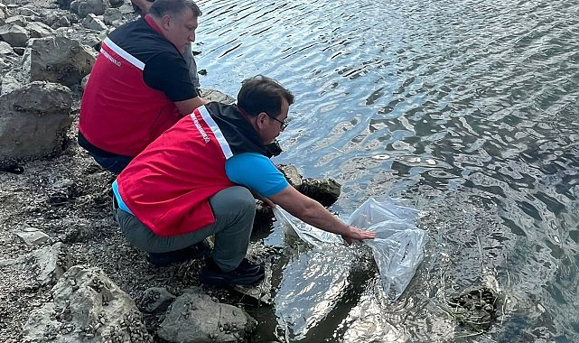 Tekirdağ'da göletlere 975 bin sazan yavrusu bırakıldı