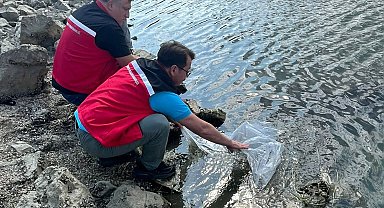 Tekirdağ'da göletlere 975 bin sazan yavrusu bırakıldı