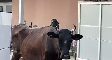 Tekirdağ'da hastaneye gelen inek gülümsetti