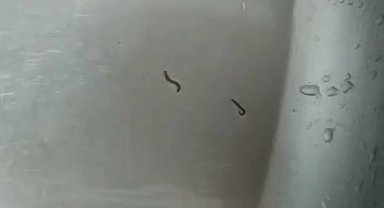 Tekirdağ'da içme suyu şebekesinden kurtlar çıktı