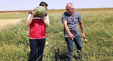 Tekirdağ'da karpuz üretimine yakından takip