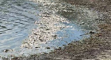 Tekirdağ'da su seviyesi azalan gölette balık ölümleri meydana geldi