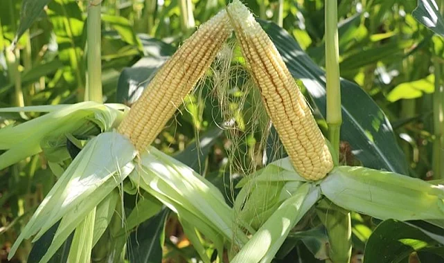 TİGEM'den 4 bin 500 ton silajlık mısır ihalesi