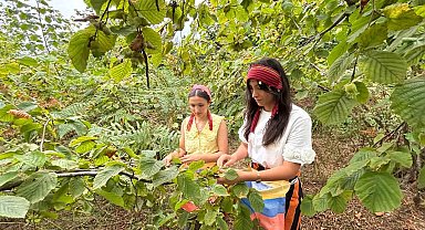Trabzon'da coğrafi işaretli Arsin Foşa fındığının hasadı başladı