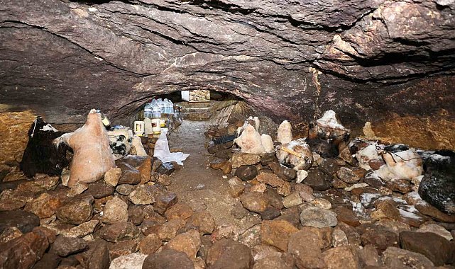 Tulum peynirinin mağaradaki lezzet yolculuğu devam ediyor