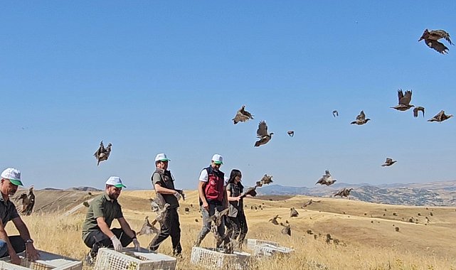 Tunceli'de doğaya 200 kınalı keklik salındı