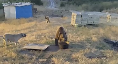 Tunceli'de karakolun davetsiz misafiri: Bozayı