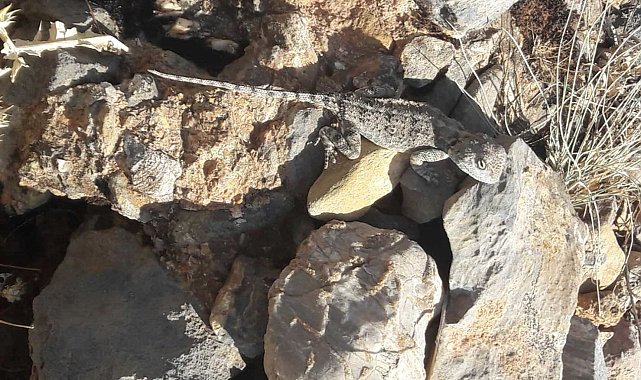 Tunceli'de kırmızı listede bulunan 'Bozkır Keleri' görüldü