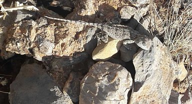 Tunceli'de kırmızı listede bulunan 'Bozkır Keleri' görüldü