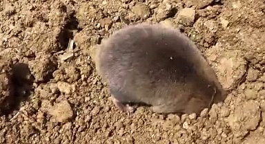 Tunceli'de yuva yapmak için kazı yapan köstebek kameraya yansıdı