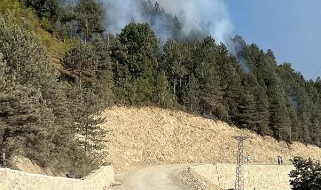 Türkeli'de ormanlık alanda örtü yangını