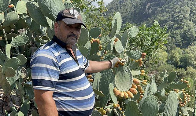 Uçurum kenarında yetişen dikenli incir, lezzetiyle zahmetinin önüne geçiyor