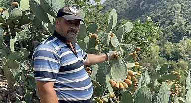 Uçurum kenarında yetişen dikenli incir, lezzetiyle zahmetinin önüne geçiyor