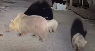Uludağ'da ayıları görmek isteyen vatandaşlardan tehlikeli hareketler