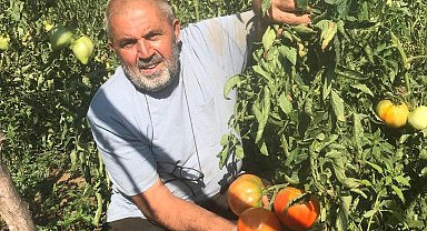 Unutulmaya yüz tutmuş ata tohumlarından domates üretiyor
