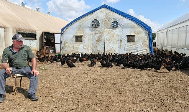 Üreticilere yüzde 50 hibeli 16 bin tavuk
