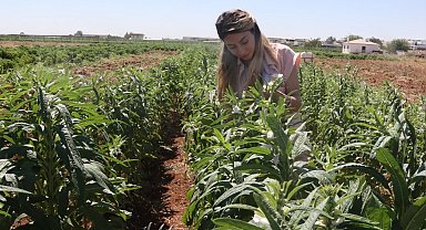 Urfa Susamı yeniden hayat buluyor