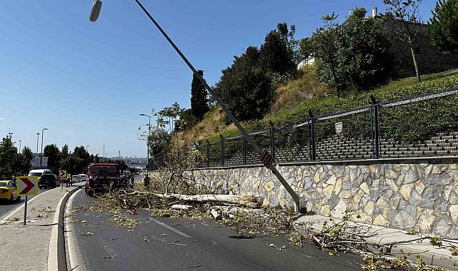 Üsküdar'da ağaç seyir halindeki otomobilin üzerine devrildi