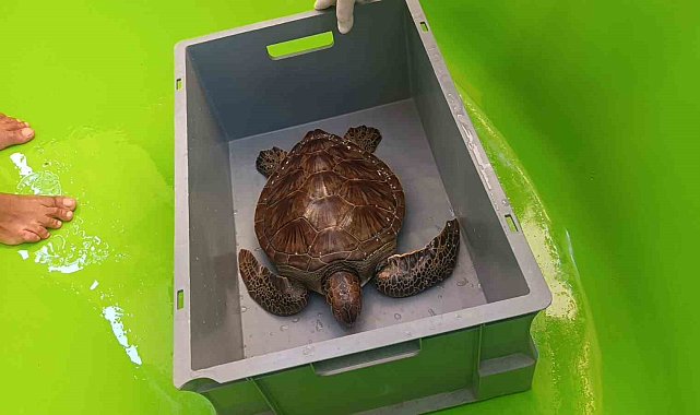 Üzerine file ve çuval dolanıp lenfleri zarar gören Yeşil Deniz Kaplumbağası kurtarıldı