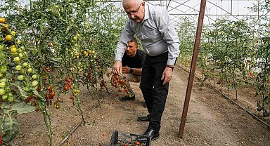 Van'da ata tohum ile elde edilen ürünlerin hasadı yapıldı