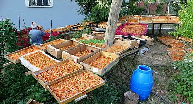 Van'da kayısı kurutma dönemi başladı
