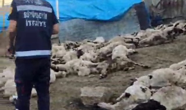Van'da kurt saldırısı: 111 koyun telef oldu