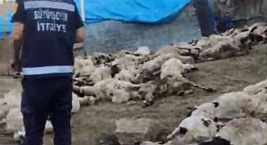 Van'da kurt saldırısı: 111 koyun telef oldu