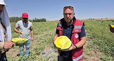 Van'da sarı karpuz dönemi başladı