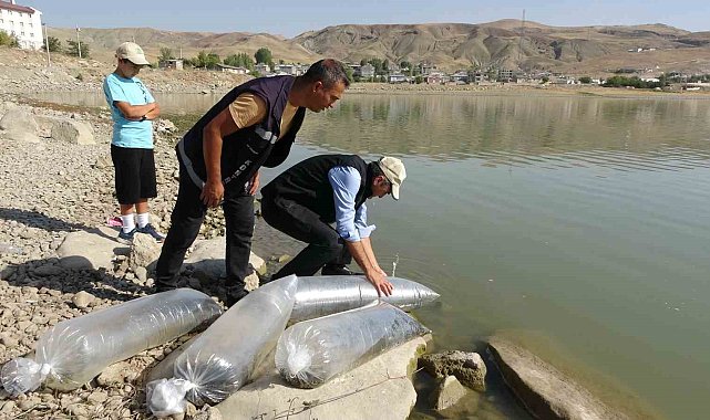 Van'daki göllere 450 bin yavru sazan bırakıldı