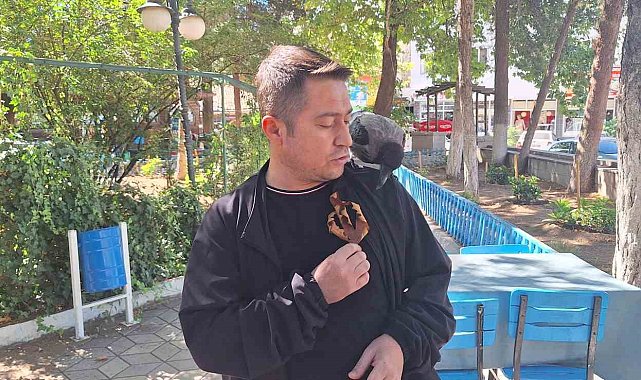 Vatandaşın köpeklerden kurtardığı karga ilçenin maskotu oldu