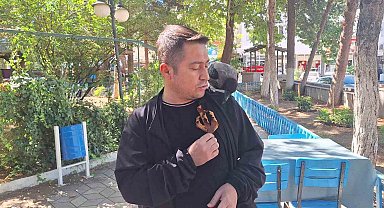 Vatandaşın köpeklerden kurtardığı karga ilçenin maskotu oldu