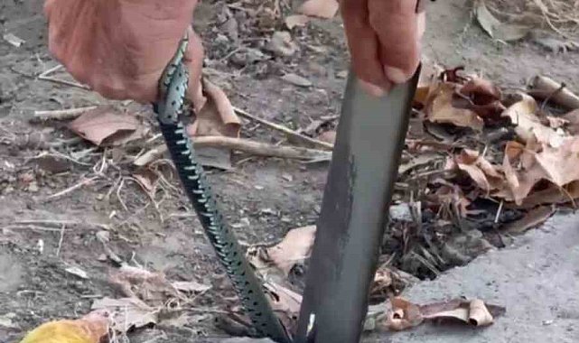 Vatandaştan yılan kurtarma operasyonu