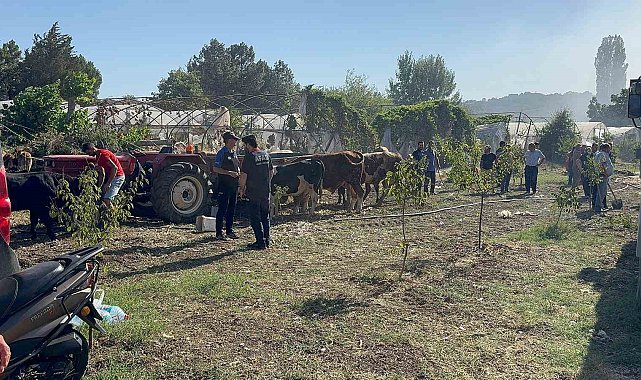 Yalova'da büyükbaş hayvanlar alevlerden son anda kurtarıldı