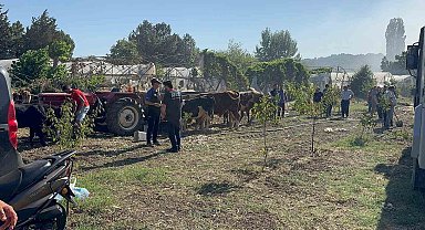 Yalova'da büyükbaş hayvanlar alevlerden son anda kurtarıldı
