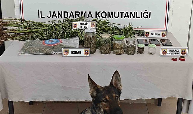 Yalova'da ormanlık alanda yasa dışı kenevir ekimi yapan 3 şüpheli yakalandı