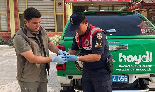 Yaralı arı kuşu koruma altına alındı