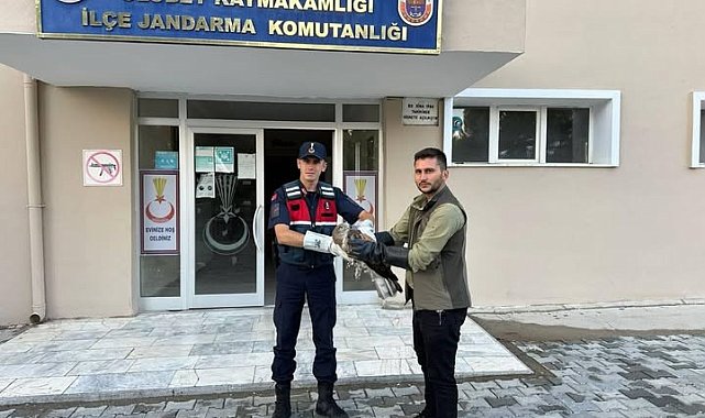Yaralı şahinin imdadına jandarma yetişti