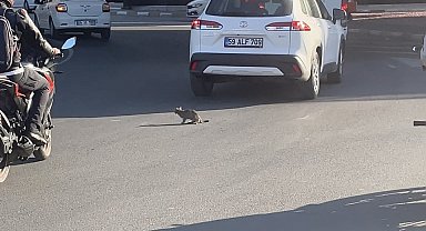 Yavru kedi trafikte sürücülere zor anlar yaşattı